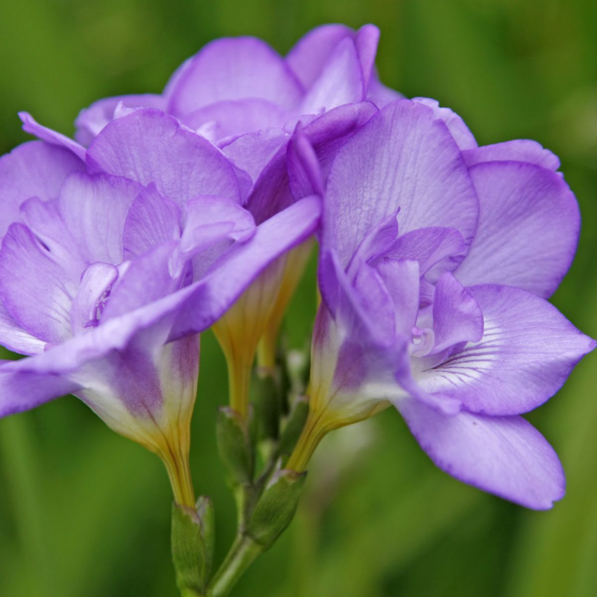 Freesia- Giant Single Blue